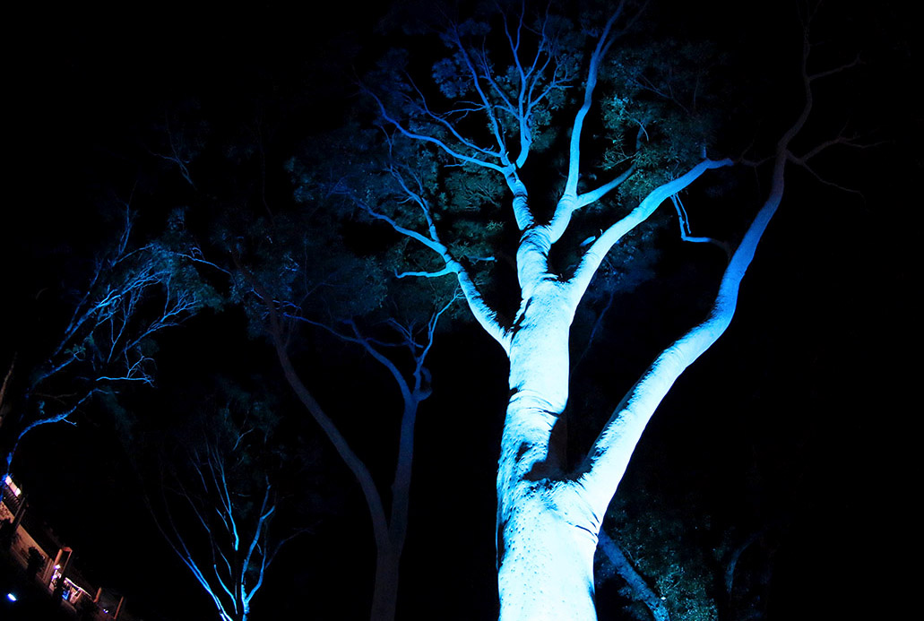 Magenta Tree Up-lighting
